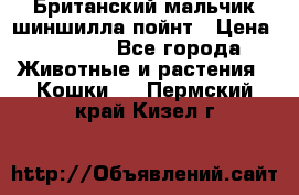 Британский мальчик шиншилла-пойнт › Цена ­ 5 000 - Все города Животные и растения » Кошки   . Пермский край,Кизел г.